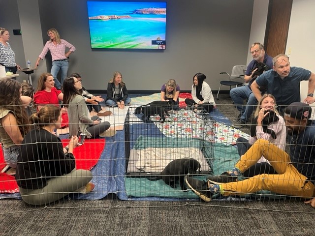 OutSolve brings Take Paws Rescue to the office 